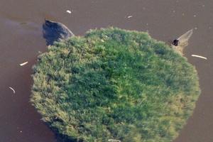 Những bức ảnh về tự nhiên sẽ khiến bạn phải kinh ngạc