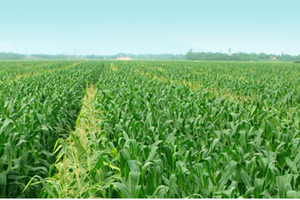 Vượt hơn 50% kế hoạch lợi nhuận, SSC tạm ứng cổ tức 20% bằng tiền mặt