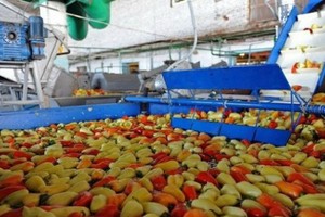 VGP: Chỉ trong nửa tháng, cổ đông lớn nhất Vegetexco đã thoái xong toàn bộ hơn 40% vốn