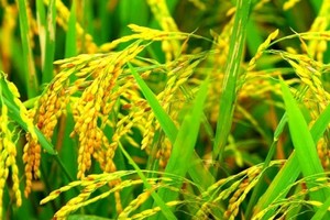 Vinachem đăng ký thoái gần 13,92 triệu cổ phần SFG, giá khởi điểm 31.072 đồng/CP