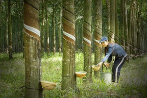 Cao su Phước Hòa (PHR) trả thêm cổ tức 5% bằng tiền mặt cho năm 2018