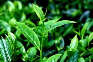 Cổ phiếu cần quan tâm ngày 10/9