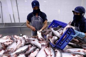 Thủy sản Cửu Long An Giang (ACL) tạm ứng cổ tức 15% bằng tiền mặt