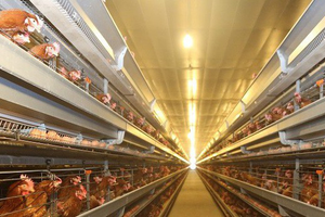 Dabaco (DBC) đặt mục tiêu lợi nhuận 457 tỷ đồng, dự kiến phát hành 300 tỷ đồng trái phiếu