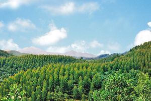 Ngày 3/2, Vinafor (VIF) sẽ chào sàn HNX với giá tham chiếu 21.700 đồng/CP