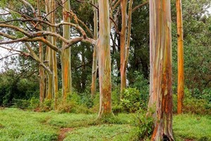 Gia tăng du khách tới Hawaii ngắm “cầu vồng trên cây“