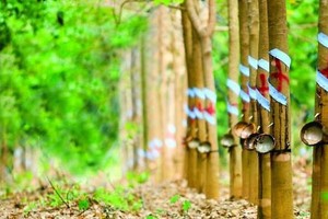 Cao su Phước Hòa (PHR): Quý I/2020, lợi nhuận tăng trưởng gần 160% so với cùng kỳ