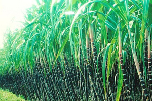 Mía đường Lam Sơn (LSS) đặt kế hoạch lợi nhuận gần 220 tỷ đồng, cổ tức 10%