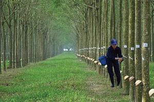 Cao su Phước Hòa (PHR) dự kiến lợi nhuận sau thuế hơn 382 tỷ đồng trong quý IV