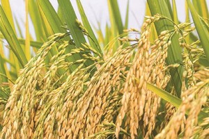 Năm 2020, Giống cây trồng Việt Nam (NSC) vượt kế hoạch doanh thu và lợi nhuận