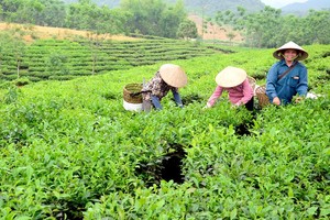 Có hơn 82% hợp tác xã bị giảm doanh thu do Covid-19