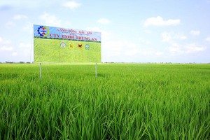 Trung An (TAR): Quý I/2021 chỉ đạt 3,4 tỷ đồng lợi nhuận, giảm 89% so với cùng kỳ