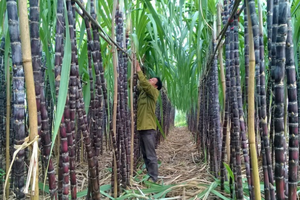 Mía đường Cao Bằng (CBS): Giá cổ phiếu tăng gần 3 lần chỉ trong nửa tháng, các lãnh đạo đua nhau thoái vốn