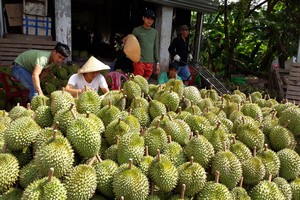 (Ảnh minh họa)