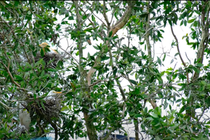 Nuôi cá trong rừng