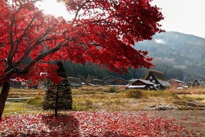 Từ 18/9/2020, Vietnam Airlines sẽ khai thác trở lại các chuyến bay quốc tế