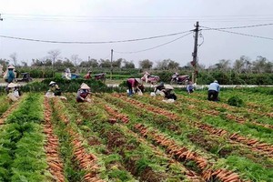 Hơn 90.000 tấn nông sản tại Hải Dương chưa tiêu thụ được