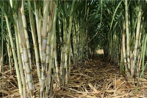 Áp thuế chống bán phá giá, chống trợ cấp 47,64% với mía đường Thái Lan