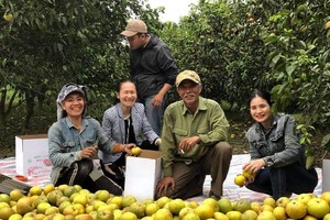 Vào cuộc hỗ trợ người dân tiêu thụ cam bóc Phủ Quỳ Nghệ An