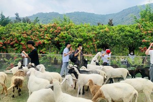 Khu tham quan An Hảo Solar thu hút đông đảo học sinh, sinh viên đến thăm quan.