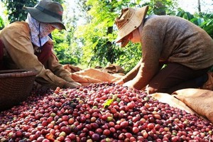 Thị trường hàng hóa tuần từ 1/4 - 6/4: Nông sản được mùa, cà phê xuống giá