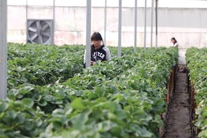 Do chưa được cấp có thẩm quyền cấp giấy chứng nhận quyền sở hữu về tài sản nên nhà kính không được chấp nhận là tài sản thế chấp.Ảnh: Đức Thanh.