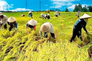 Ông Nguyễn Đình Cung, Viện trưởng CIEM cho biết, nếu 19% diện tích canh tác lúa được chuyển sang các cây trồng khác, nền kinh tế Việt Nam có thể thu được lợi ích là 6 tỷ USD trong 20 năm.