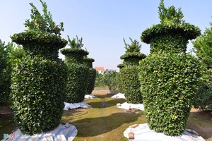 Vườn quýt lục bình chơi Tết cao 3m