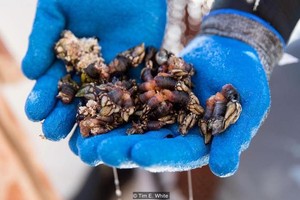 Đặc sản 'ngón tay thần chết' 100 euro một đĩa