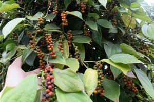 Xuất khầu hồ tiêu của Việt Nam được dự báo sẽ khó khăn khi Ấn Độ áp giá sàn đối với tiêu nhập khẩu (Ảnh minh họa)