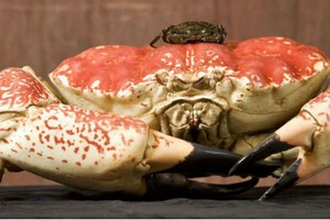 Màu sắc và trọng lượng của loài cua này khá đặc biệt.