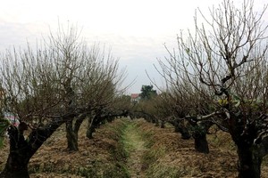 Vườn đào cổ thụ Hải Phòng chờ Tết