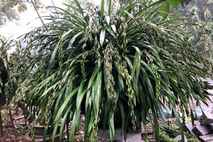 Chậu địa lan 120 triệu đồng của nhà ông Phương đã được đại gia đặt mua cho Tết Mậu Tuất