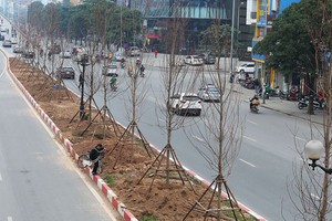 Cây phong được trồng ở dải phân cách giữa phố Nguyễn Chí Thanh, Trần Duy Hưng. Ảnh: Ngọc Thành.