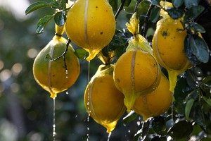 Bưởi Diễn 50 triệu đồng một cây bán trên vỉa hè Sài Gòn 