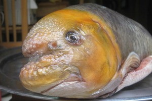 Cá Anh Vũ đầu vàng là loại khá hiếm nên giá đắt đỏ. Ảnh: Hatthocvang.