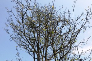 Tán nhiều hoa và nụ