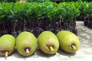 Mít loại một có giá 43.000 đồng một kg tại vườn.