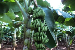 Chuối đang có giá cao vì thị trường Trung Quốc tăng tiêu thụ. 