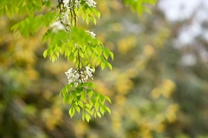 Mùa cây thay lá, Hà Nội đẹp mê hồn khiến bao người đắm say