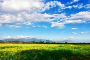 Vẻ đẹp của cánh đồng hoa thì là đang gây sốt ở Ninh Thuận