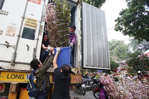 Hoa anh đào được bảo vệ trong xe container chờ khai mạc lễ hội