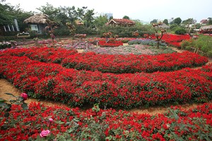 Thung lũng hoa tỏa sắc giữa Thủ đô
