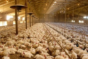 Nuôi gà lấy trứng công nghiệp bằng robot