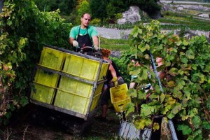 Đến Lavaux khi mùa nho chín