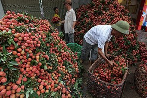 Theo lãnh đạo Sở Công thương, vải thiều xuất đi Trung Quốc sẽ chiếm khoảng 40% sản lượng vải của toàn tỉnh.