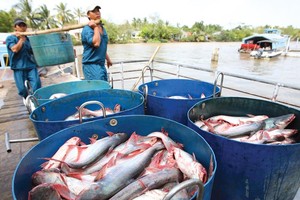 Trận đánh FTA và thế cờ cho doanh nghiệp Việt (bài 3): Nước đi chiến thuật trên bàn cờ toàn cầu hóa