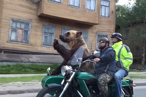 Gấu Nga xuống đường thổi kèn mừng chiến thắng của đội nhà