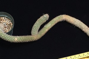 Cây xương rồng sắp tuyệt chủng có giá gần 6 tỷ đồng. (Nguồn: BI).