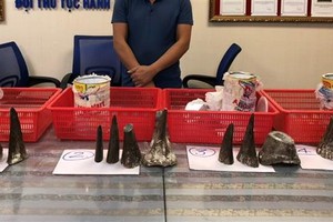 Số sừng tê giác bị bắt giữ. Ảnh: Báo Hải quan.